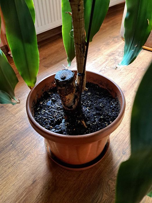 DRACENA WONNA wysokości 2 metrów