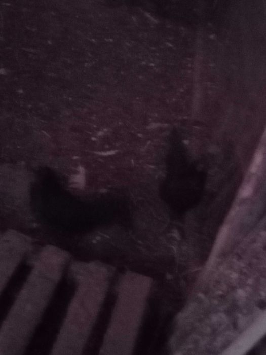 Sprzedam kury koguty Ayami Cemani ozdobne jaja lęgowe, czarne, białe