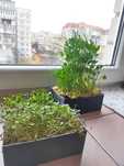 Лотки для микрозелени / лотки для проращивания