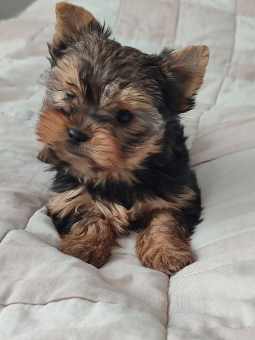 Suczka Yorkshire Terrier Miniaturka