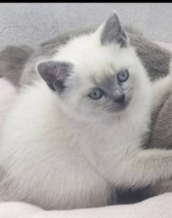 Piękny kotek brytyjski