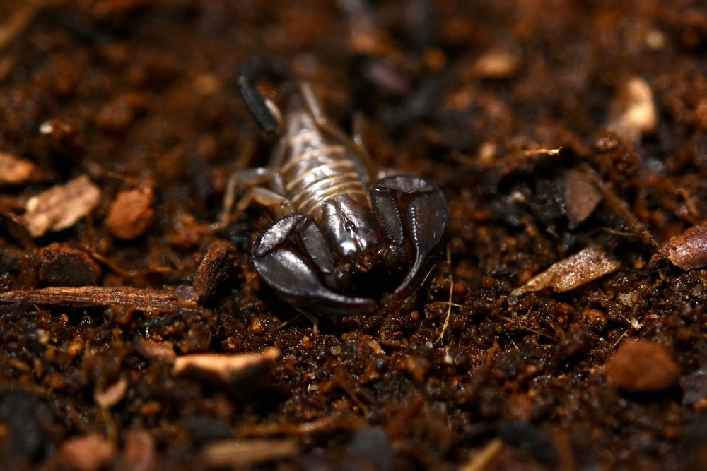Skorpiony - Euscorpius sp. Dorosłe