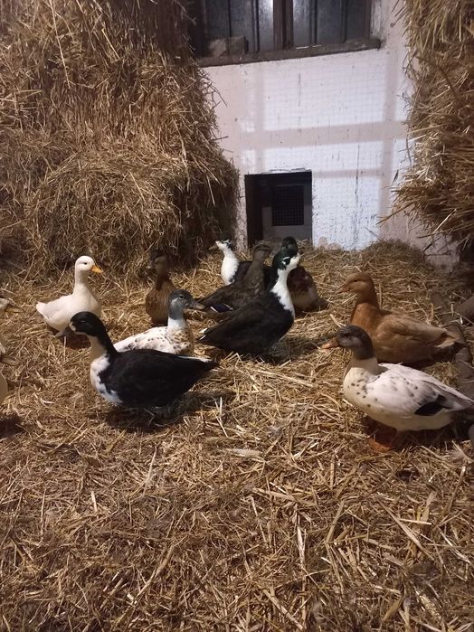 Kaczorki Call duck
