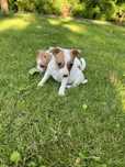 Jack russell terrier suczka szczeniak
