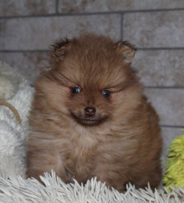 Бомбезні міні шпіцулі