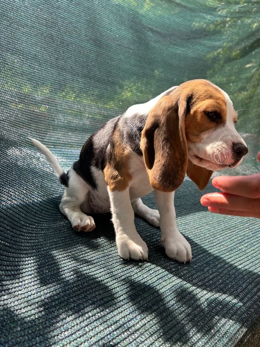 Щенята бігля готові стати частиною вашої сім’ї.