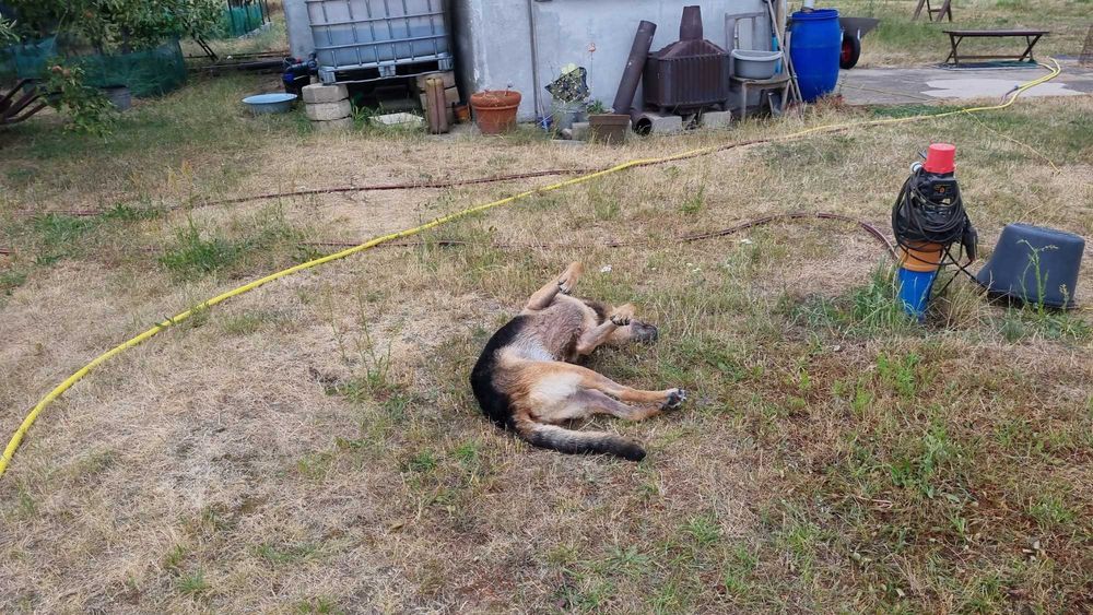 Oddam pieska (Owczarka) seniora w dobre ręce