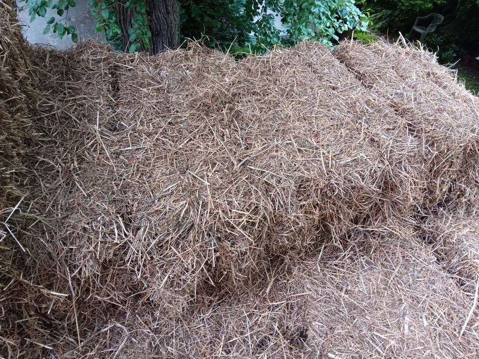 Siano 2025 pierwszy pokos 2 gatunek