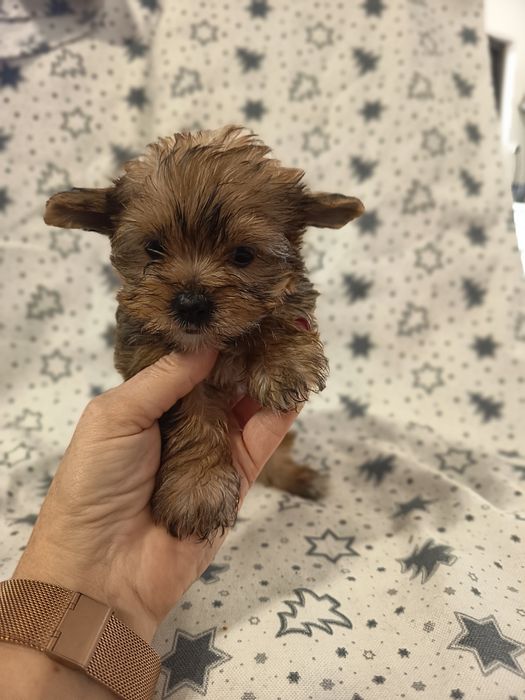 Yorrkshire Terrier gold miniatura ,em adulto fica muito dourado