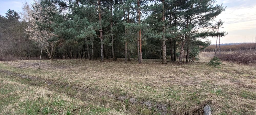 Działka budowlana Ożarów z dużym własnym lasem 1.85ha