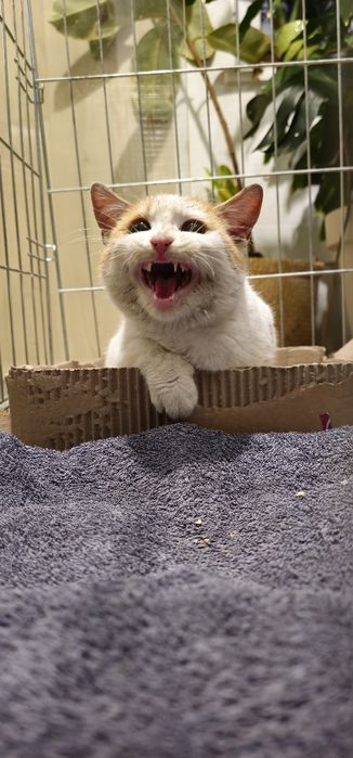 Znaleziono kotka w Gogolinie