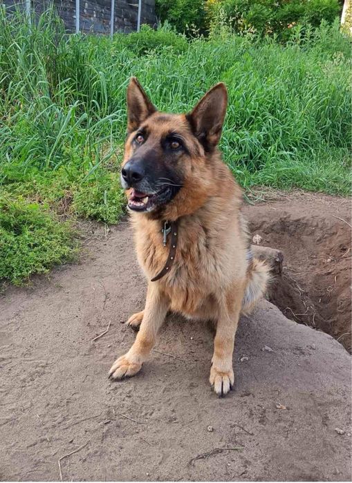 Вівчарка у добрі руки (охоронна)