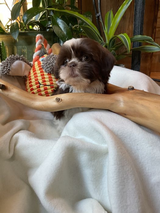 Shih tzu Salonowe pieski