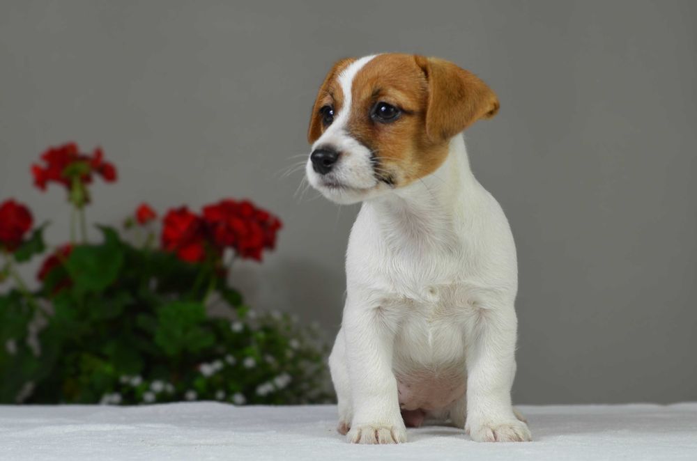 YASMIN – rasowy Jack Russell Terrier, suczka, rodowód ZKwP/FCI