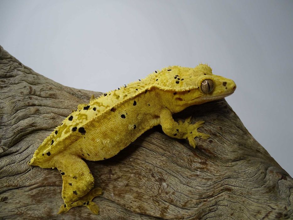 Gekon Orzęsiony samica Dalmatian