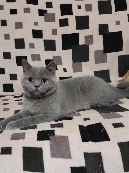 Шотландські кошенята/ шотландские котята