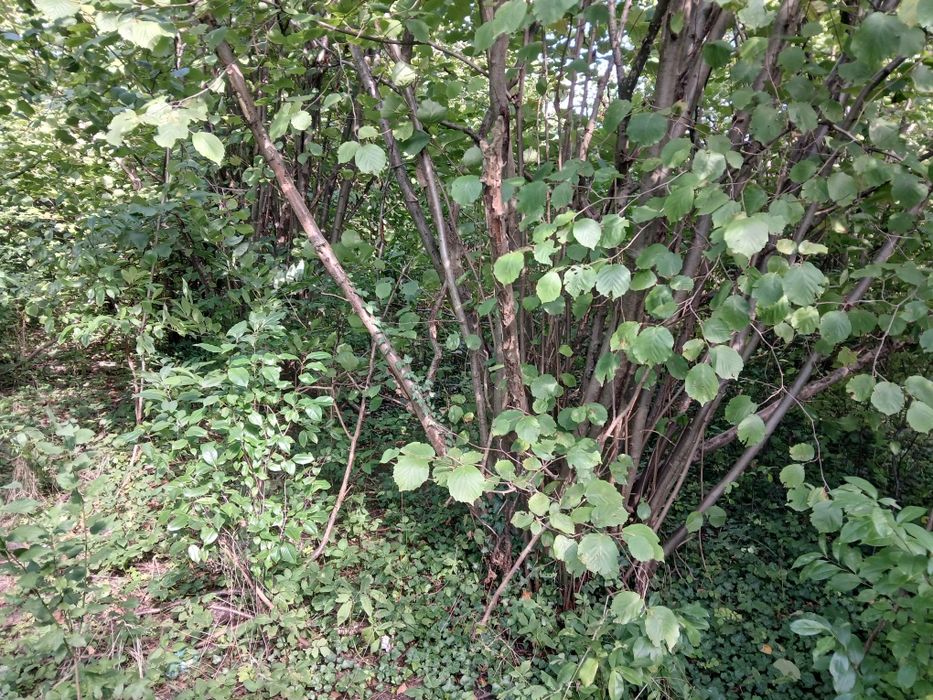 Drewno na opał leszczyny