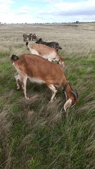 Продам.Англонубийская коза