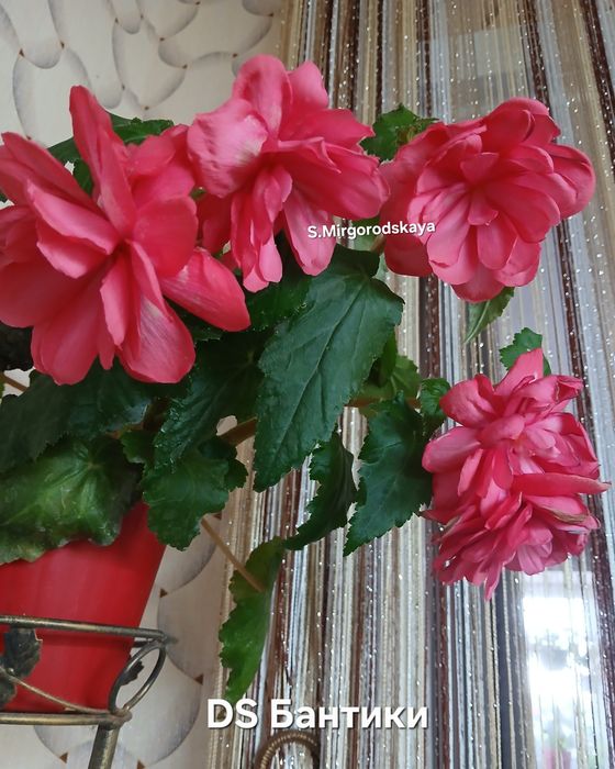 Бегонія ампельна, укорінені черенки