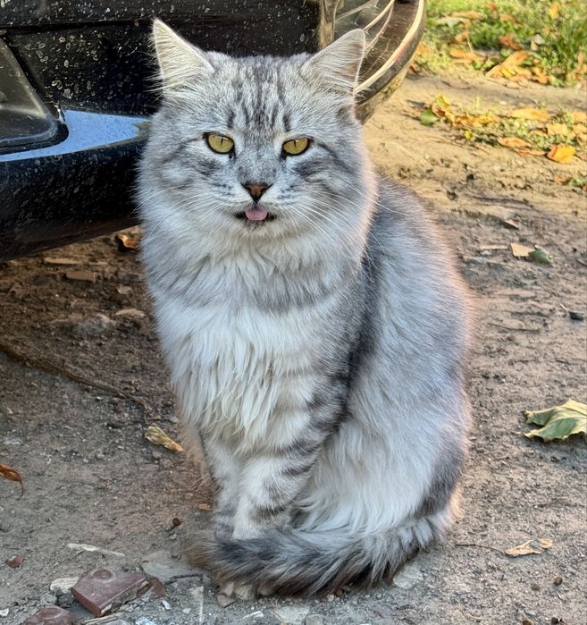 Ніжний котусик в пошуках люблячоі родини