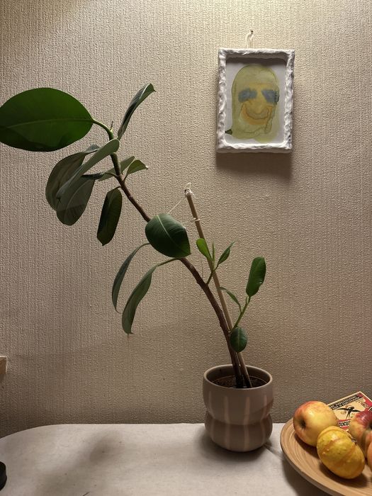 Фікус + кашпо - дає нові гілочки