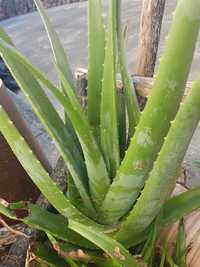 Folha de Aloe vera biológico