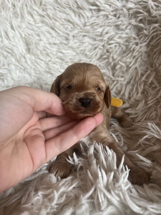 Piesek cockapoo mama cocker spaniel tata pudel toy badania genetyczne
