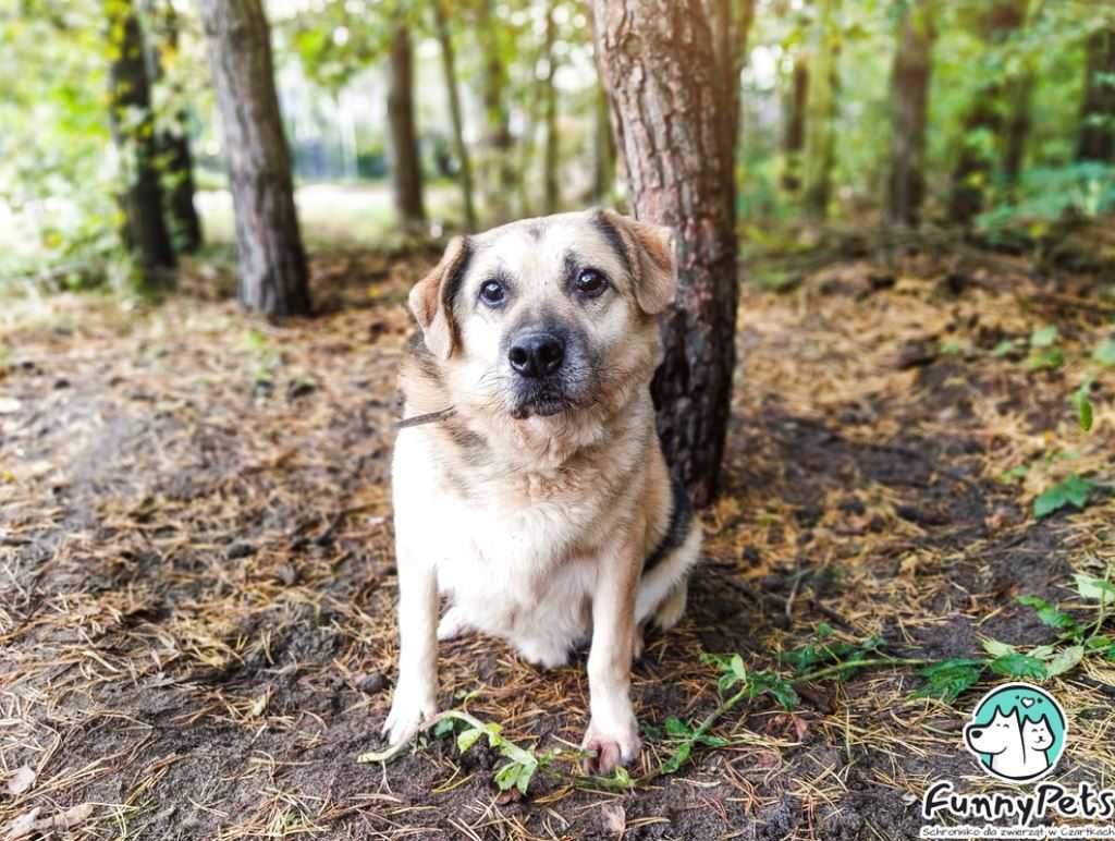 Aktywny, żywiołowy fan spacerów poleca się do adopcji!!!