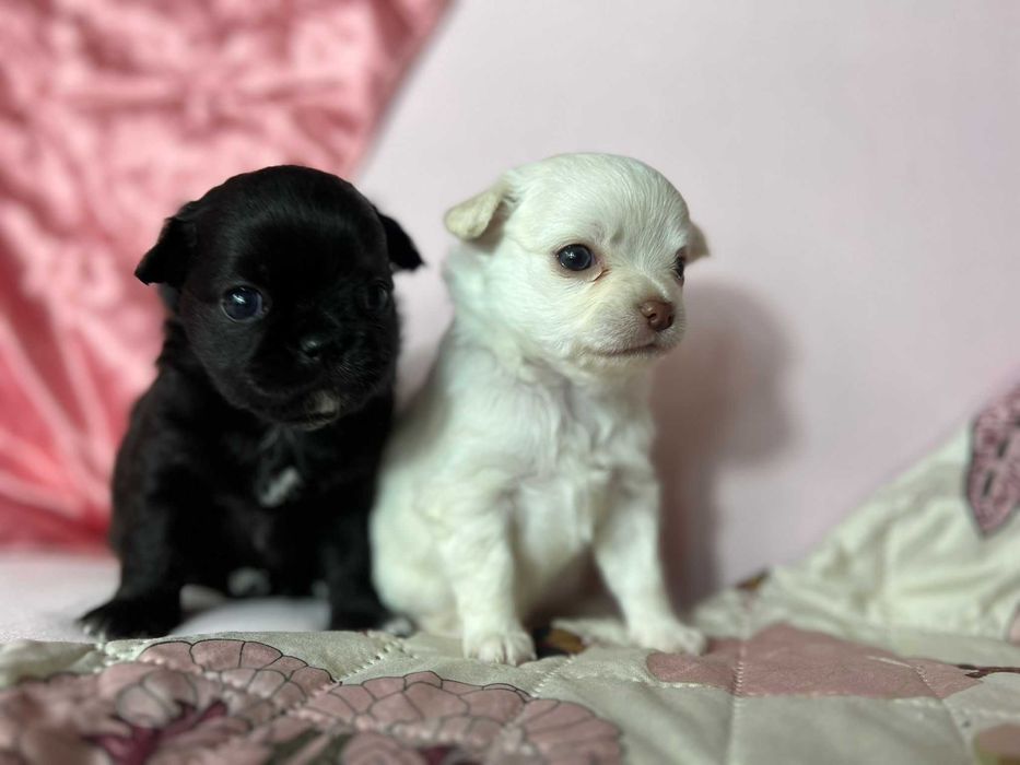 Chihuahua długowłosy Piesek CZARNY szczeniak