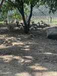 Patos para venda