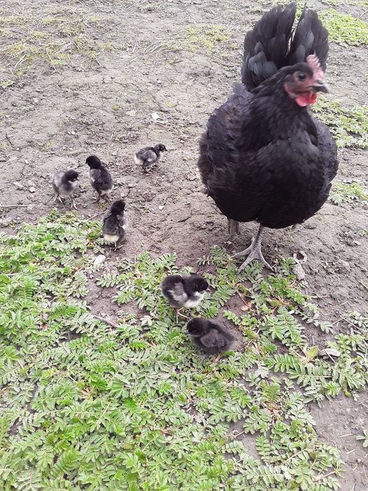 Породам курчат з квочкою