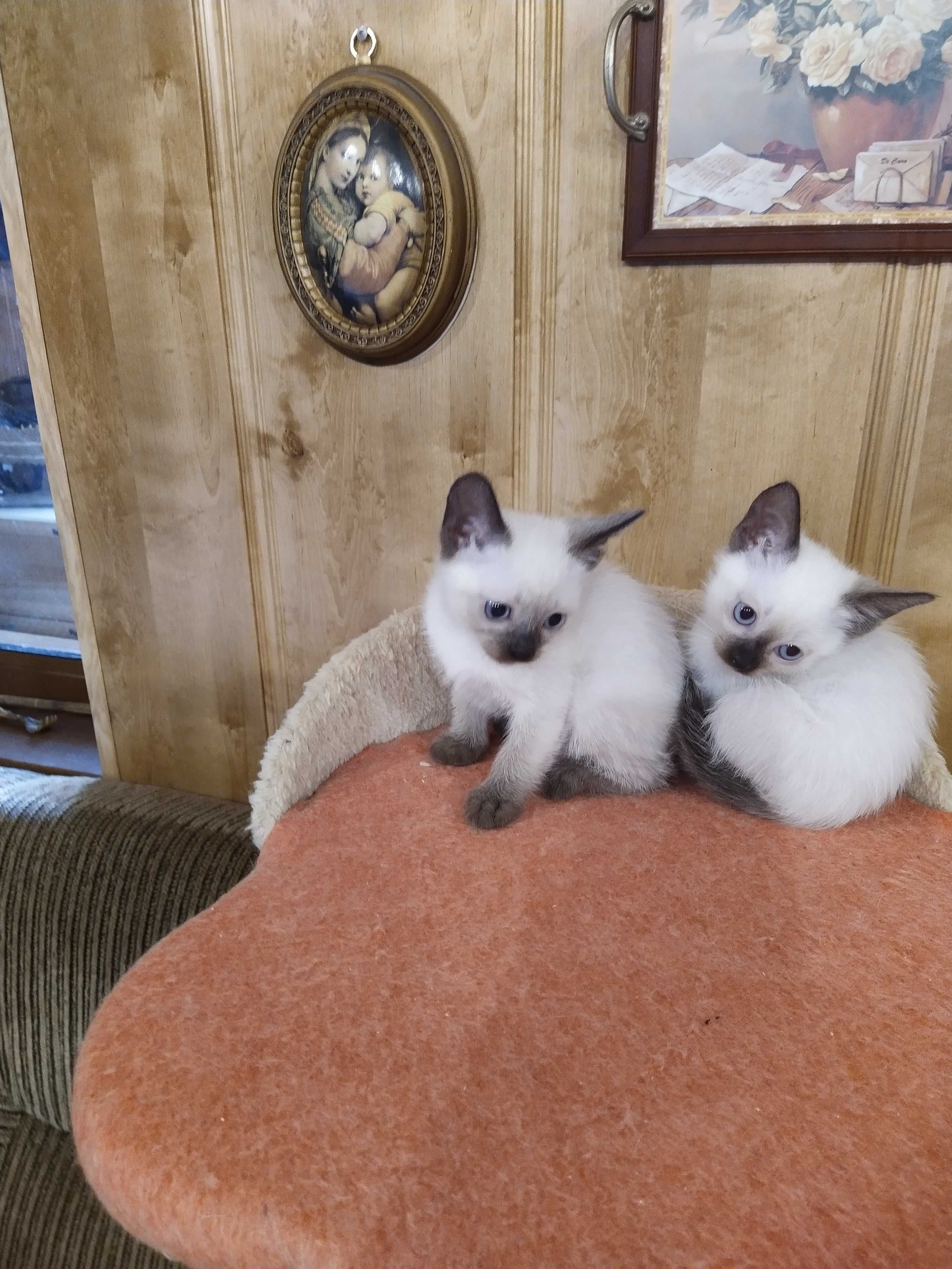 Продам сіамське кошення котення котята.