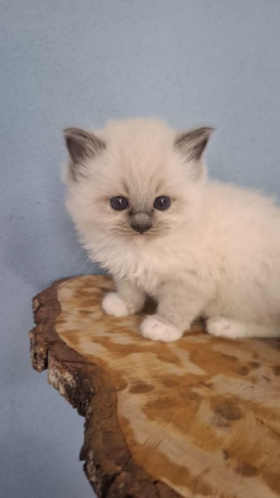 Kocurek blue mitted