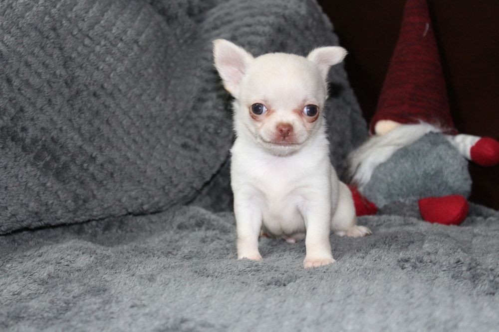 Найкращi і найвiрнiші друзi для вашої родини