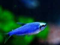 Tetra kerri super blue.