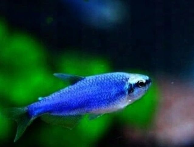 Tetra kerri super blue.