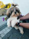 Shih tzu Suczka 4 letnia rodowód zhpr UCI Śląsk