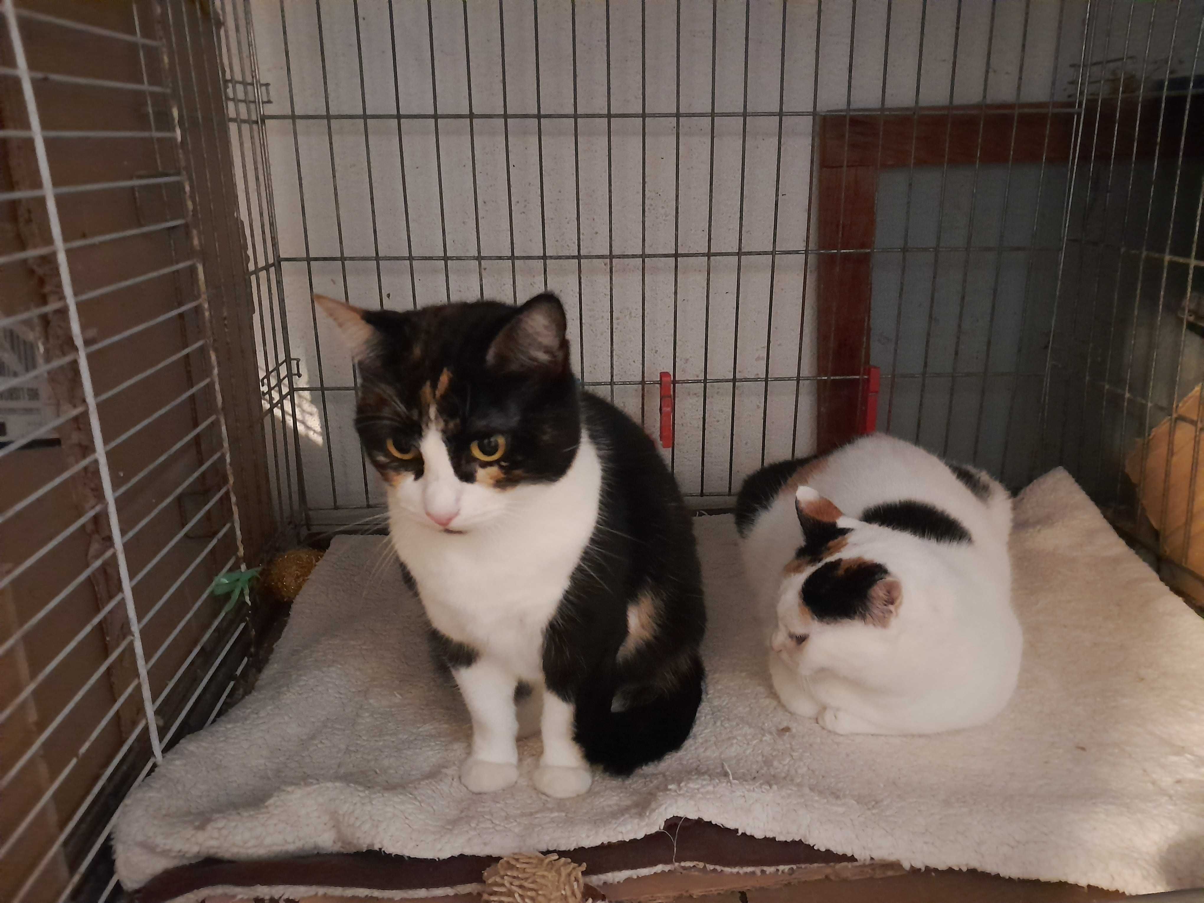 Gatinhas para adoção consciente