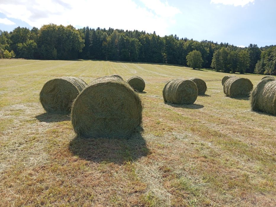 Siano rolka zbiór 2025 belki 150x120