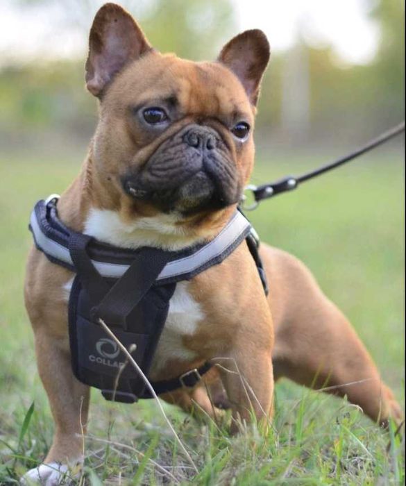 Французький бульдог в'язка рижий хлопчик