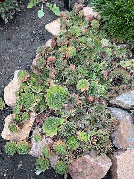 Молодило набор (каменная роза)