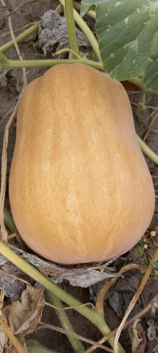 Продам Гарбузи (Кашові і кормові)