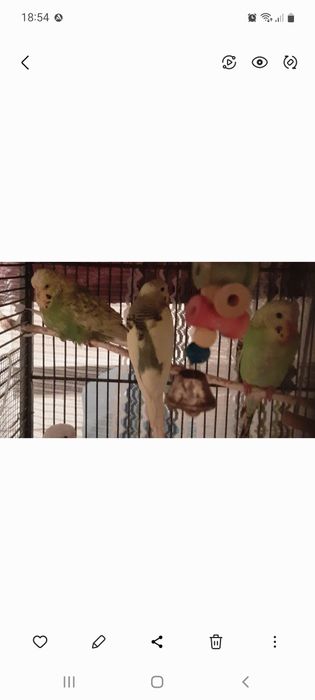 Sprzedam papugi faliste