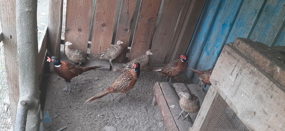 Мисливський фазан