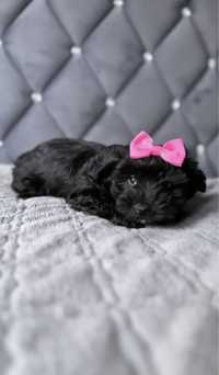 Yorkshire Terrier black mini rodowód chip wypeawka york xs