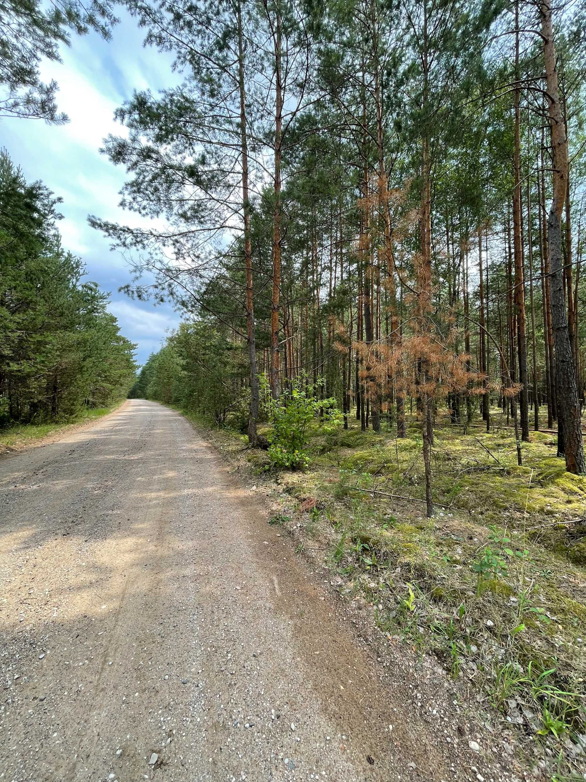 Działka Leśna w Kożynie 1,24 h Idealna pod Opał lub Inne Zastosowania