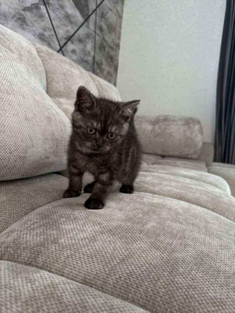 Котик  , кіт , кошеня