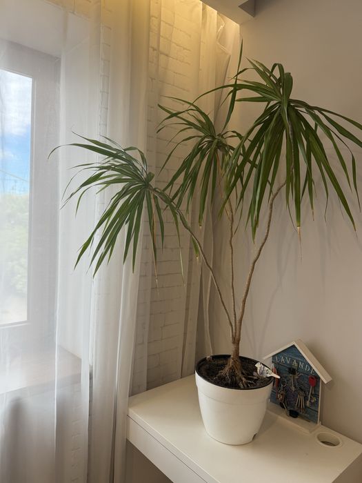 Драцена 1 метр висота