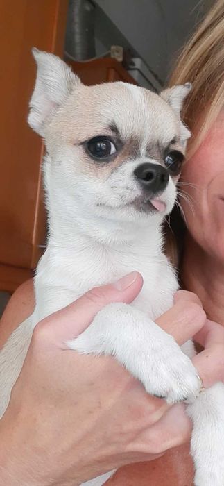 Chihuahua  mini toy