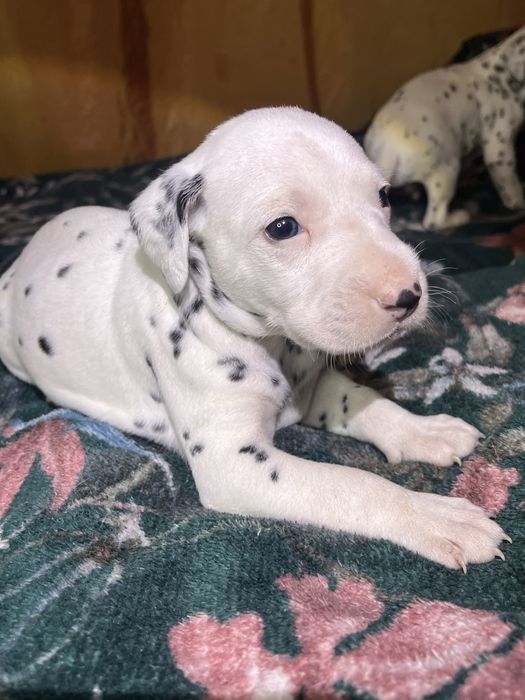 Хлопчики Далматинці